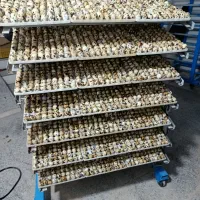 جوجه کشی تبدیل تخم نطفه دار به جوجه