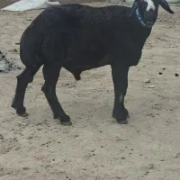 قوچ ۲ساله ونیم