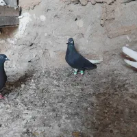 کبوتر|پرنده|ایذه, |دیوار