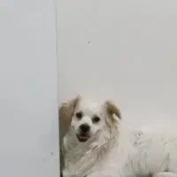 دوتا سگ|سگ|اهواز, سپیدار|دیوار