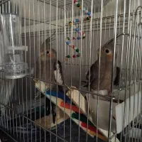 عروس هلندی با لوازم