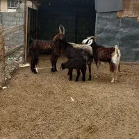 گوسفند بز بزغاله چاتمه|حیوانات مزرعه|سیمین شهر, |دیوار