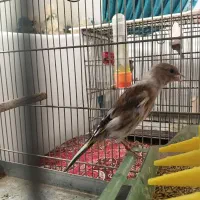سهره قناری ابلغ چونه
