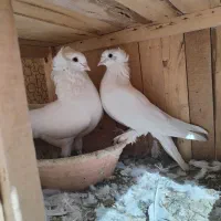 یک جفت کبوتر رواعب سفید