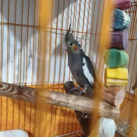 پرنده عروس هلندی