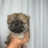 واگذاری توله چاو چاو|سگ|پاکدشت, پاکدشت (مامازند)|دیوار