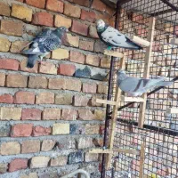 ۲۰تا نر|پرنده|خاش, |دیوار