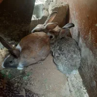 ۳ تا خرگوش|موش و خرگوش|شوشتر, |دیوار