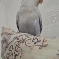 کوتوله برزیلی البینو