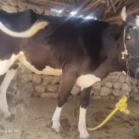 دو گاو و گوساله