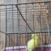 قناری ماده|پرنده|شیراز, ریاستی|دیوار