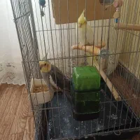عروس هلندی گمشده