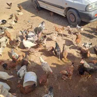 جوجه مرغ ۶ ماهه واکسن خورده|حیوانات مزرعه|پیشخور, |دیوار