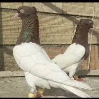 ۳ جفت عطیقه یک جفت کله سرخ یه جفت کله سیاه