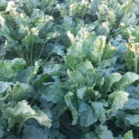 اجاره آب و زمین کشاورزی