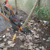 جوجه خروس اوشامو پشت اتیشی(لاری)|حیوانات مزرعه|رشت, سیا اسطلخ|دیوار