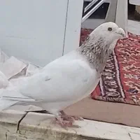 سار کله هما نر