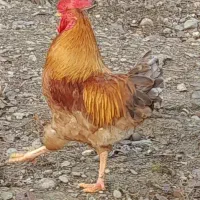 مرغ وخروس|حیوانات مزرعه|رشت, لاکان شهر|دیوار