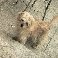 قوچان|حیوانات|قوچان, |دیوار