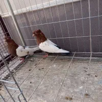 یک جفت نر سینه ای