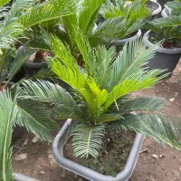سیکاس زینتی سیکاس آپارتمانی نخل سیکاس گیاه سیکاس