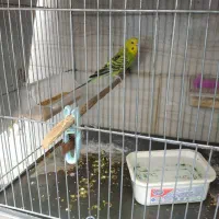 مرغ عشق ماده مست ازاین بازاری‌ها نیست