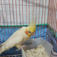 طوطی عروس|پرنده|رشت, جماران|دیوار