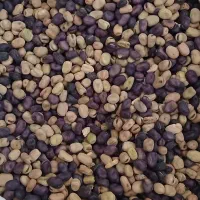 باقلا|خوردنی و آشامیدنی|رباط‌کریم, شترخوار|دیوار