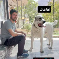 سگ آلابای|سگ|آبعلی, |دیوار