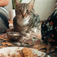 واگذاری گربه خانگی|گربه|تایباد, |دیوار