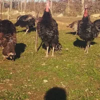 فروش بوقلمون طبیعی