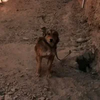 واگذار سگ رایگان