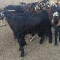 کهره نر چاق|حیوانات مزرعه|لار, |دیوار