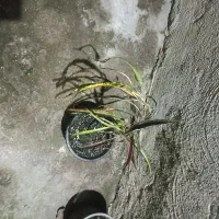 گلها بصورت تکی هم فروخته میشود|گل و گیاه طبیعی|خمام, |دیوار