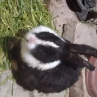 خرگوش رایگان