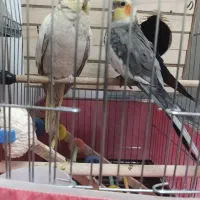 عروس هلندی|پرنده|چهارباغ, |دیوار