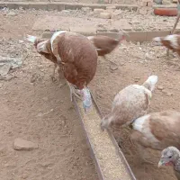 بوقلمون محلی تخم گذار|حیوانات مزرعه|شیراز, قلات|دیوار