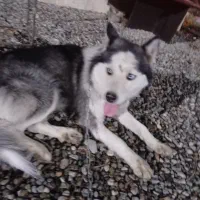 سگ هاسکی نر توله یک ساله معاوضه با گرینچیک|سگ|کهریزک, |دیوار