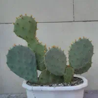 کاکتوس آپونتیا