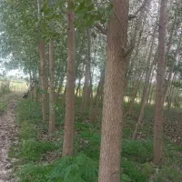 فروش درخت صنوبر