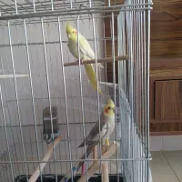 عروس هلندی جفت