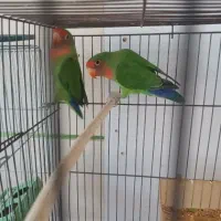 طوطی کوتوله