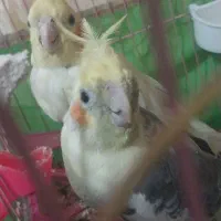 عروس هلندی با جوجه|پرنده|محمدیه-قزوین, |دیوار