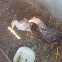 دوتا نوچه خروس و مرغ محلی اصیل لاری|حیوانات مزرعه|زاهدان, |دیوار