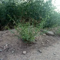 فروش خار خشک برای دام