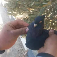 کفتر|پرنده|صدرا-فارس, فاز ۱|دیوار