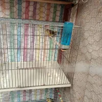 سه عدد قناری سبز علیخانی دومیلیون وپانصد هزار تومن|پرنده|قزوین, |دیوار