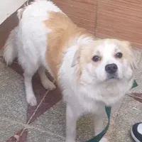 سگ پاکوتاه|سگ|نکا, |دیوار