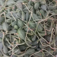 داغ قارپیزی