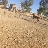 کره اسب مادیون پنج نشان